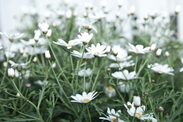 アロマで感じる「幸福感」