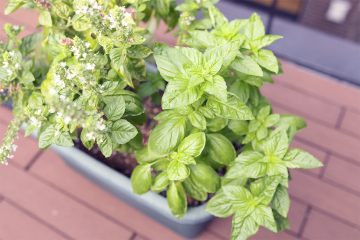 「野生種」と「オーガニック」とは?