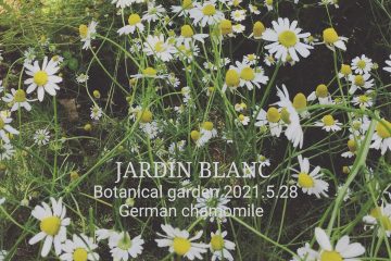 JARDIN BLANC の庭から